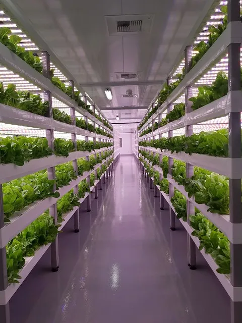 Vertical hydroponic farm aisle with rows of leafy greens under LED grow lights