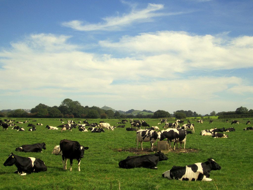 Herd of Holstein dairy cattle grazing in a green pasture