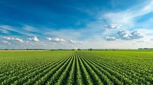 Lush green crop rows stretching to the horizon under a bright blue sky with scattered clouds