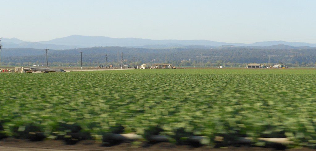 Wide lettuce field with mountains in the background