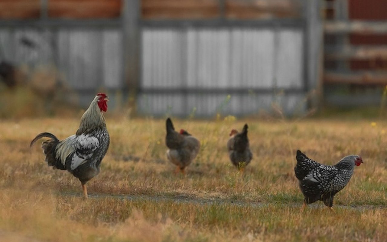 Free-range chickens and a rooster foraging on a pasture beside a barn